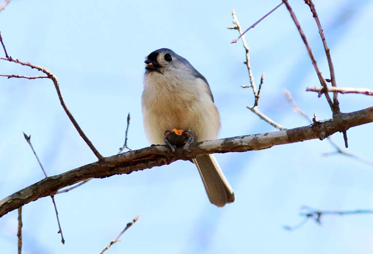 A Tufted Titmouse spotted in the Arboretum