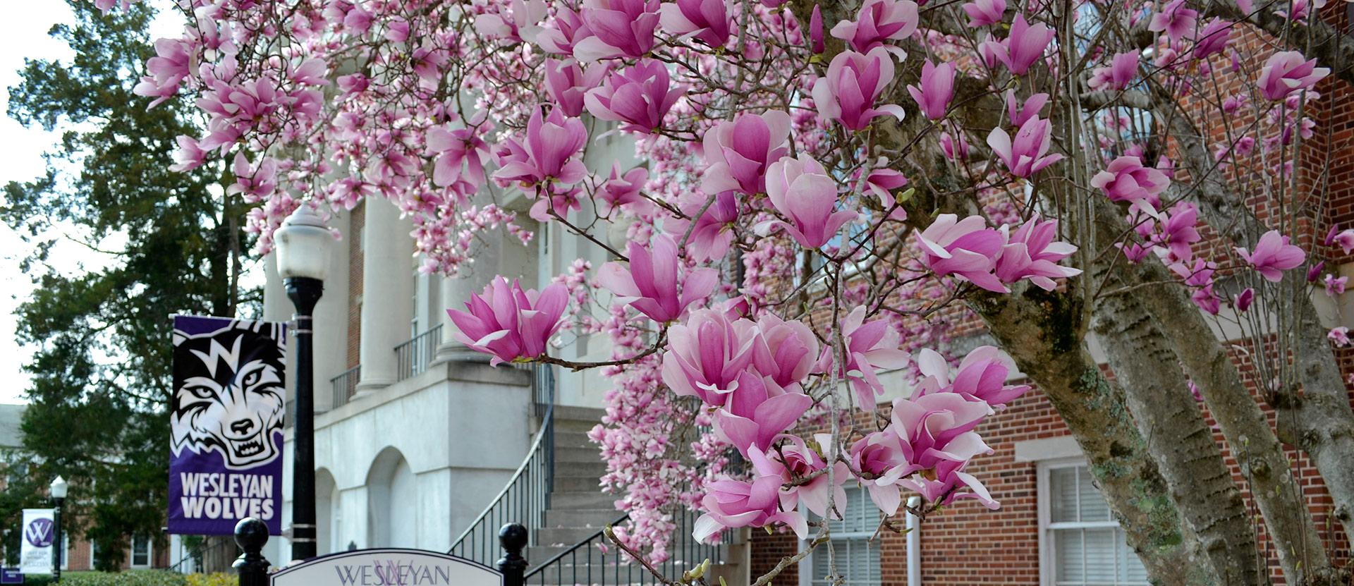 Tulip tree with pink blooms in foreground with Candler building in background.