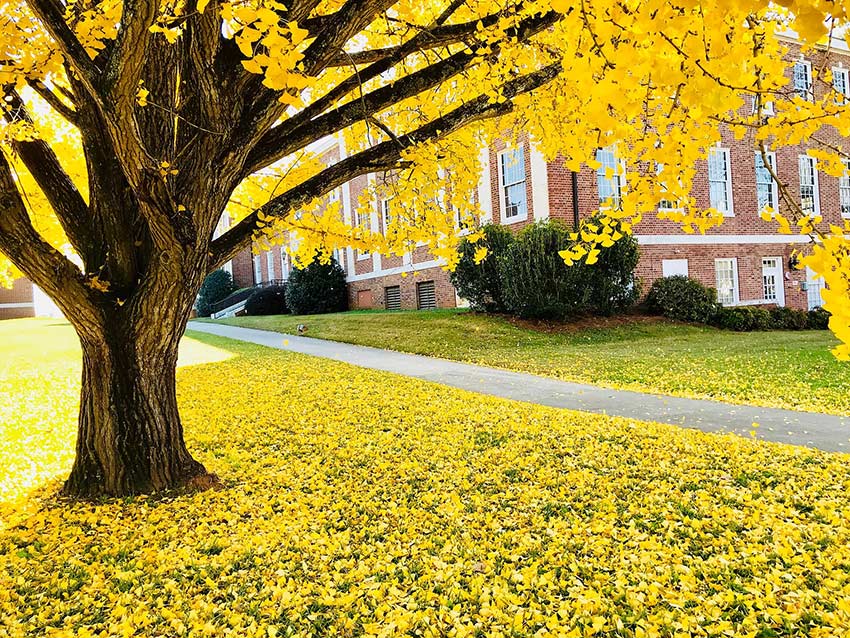 Gingko tree in front of building on campus