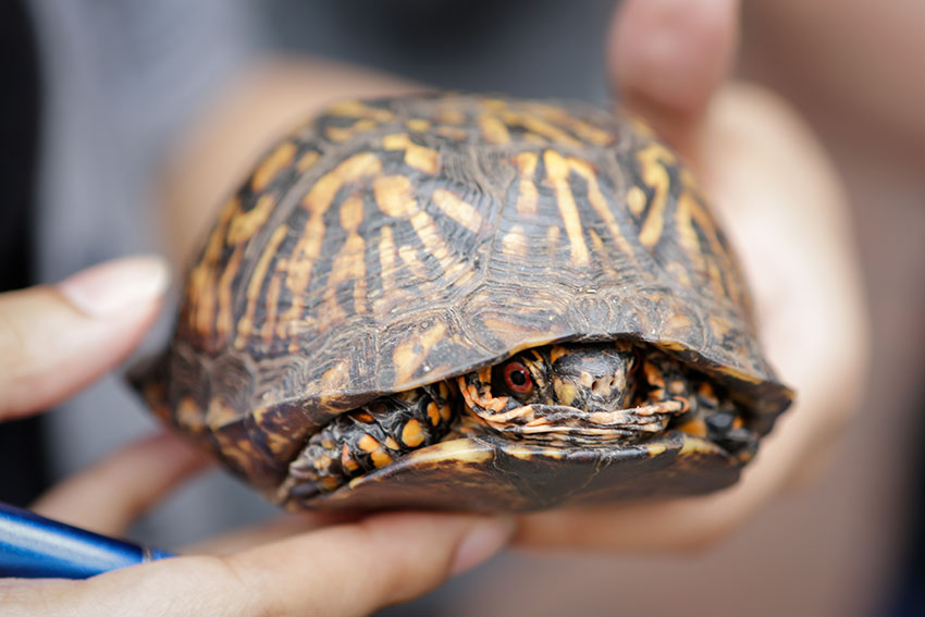 close up image of turtle found in the Wesleyan Arboretum